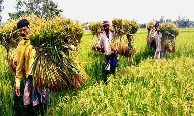 Rangpur farmers expecting bumper Boro rice yield as harvest begins