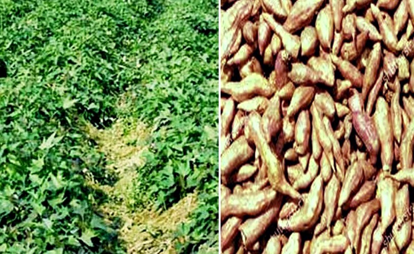 Farmers produce 39,862 tonnes of sweet potato in Rangpur region