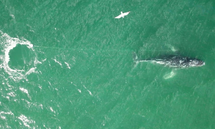 Tangled humpback whale sparks rescue mission off Australia