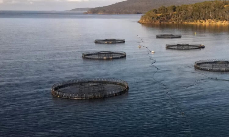 Farmed production of some fish - and seaweed - is soaring